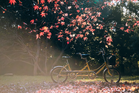 Autumn Maple leaf in Showa Memorial parkの写真素材