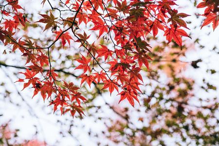 Maple tree roof back ground, the roof house background in season change of fall, autumn season.の写真素材