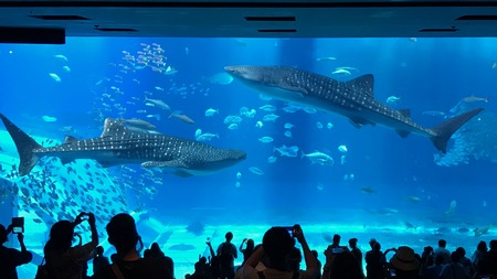 Aquarium in Okinawa cityの写真素材