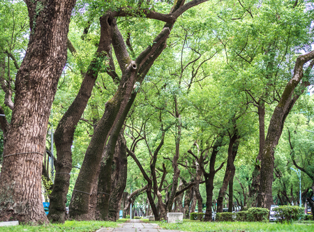 Park, a chair in the park, relaxing, Banyan trees on Dunhua Road, Taipei. feeling calmの写真素材
