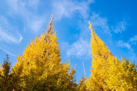 Ginkgo trees