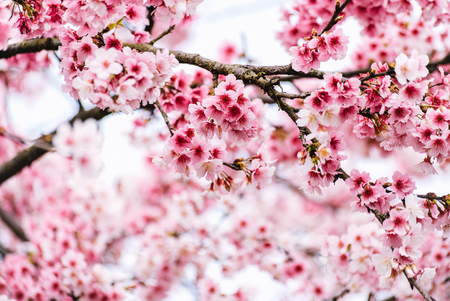 Beautiful cherry blossom sakura in spring time over sky.の写真素材