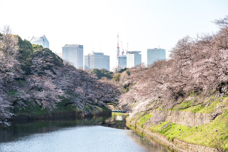 cherry blossom at parkのeditorial素材