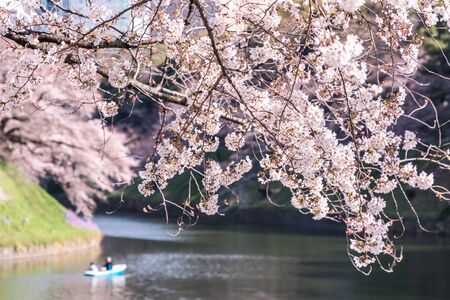 cherry blossom at chidori ga fuchi, tokyo, japanの写真素材