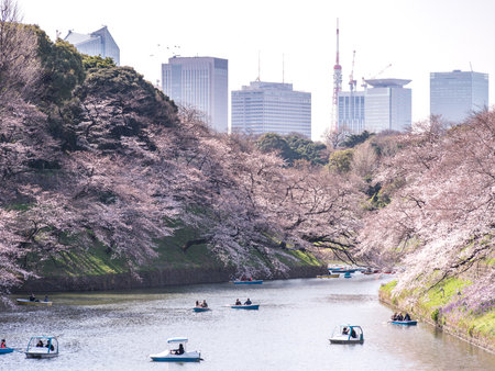 CHIYODA, TOKYO PREFECTURE, JAPAN - March 27, 2019: Visitors enjoying the scenario surrounded by Chidori-ga-fuchi Moat's cherry blossoms (sakura) on a rental boat ride.のeditorial素材