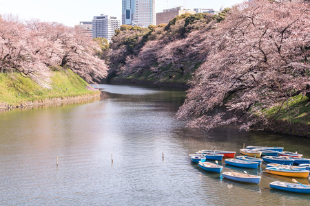 cherry blossom at chidori ga fuchi, tokyo, japanのeditorial素材