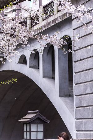 Sakura cherry blossom full bloom at Asukayama parkの写真素材