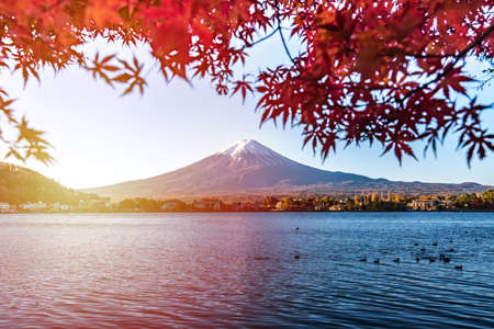 Colorful Autumn in Mount Fuji, Japan-Lake Kawaguchiko is one of the best places in Japan to enjoy Mount Fuji scenery of maple leaves changing color giving image of those leaves framing Mount Fuji.の写真素材