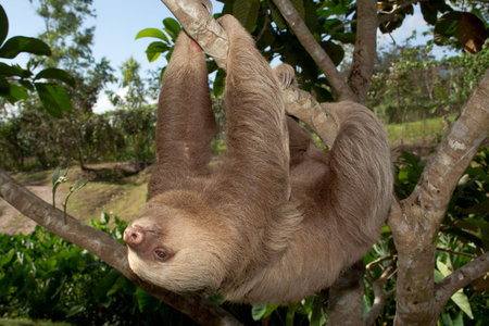 Two toed sloth in slow motionの写真素材