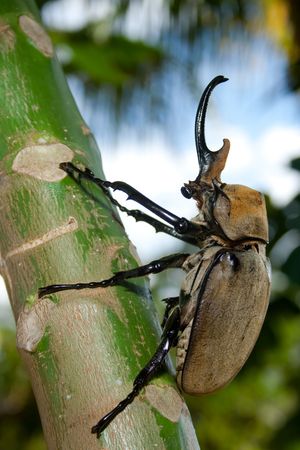 The great elephant beetle in knightly armorの写真素材