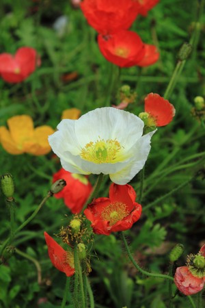 flower in gardenの写真素材