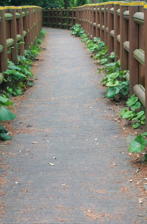 narrow garden roadの写真素材