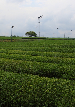 green tea farmの写真素材