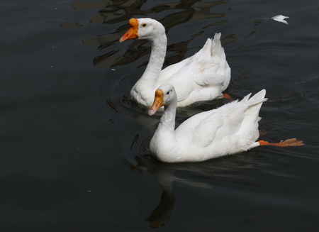 A pair of swan swim in the lakeの写真素材