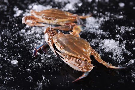 Fresh sea crab with ice in black backgroundの写真素材