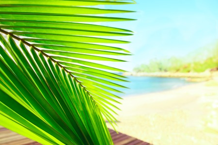 Selective focus on palm tree leaves over peaceful tropical beach background, blue sea landscape, natural abstract cardの写真素材