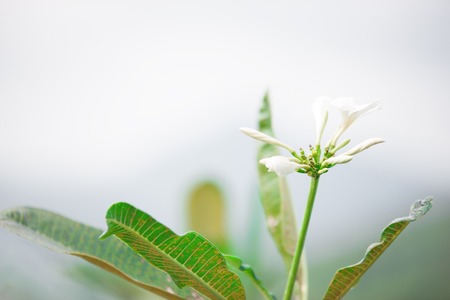 Frangipani tropical flowers, Closeuo Plumeria flowers fresh and blurred background.Vintage Filter Effect -White plumeria, Frangipani tropical flowers, Soft focus and blurred abstract and background.の写真素材