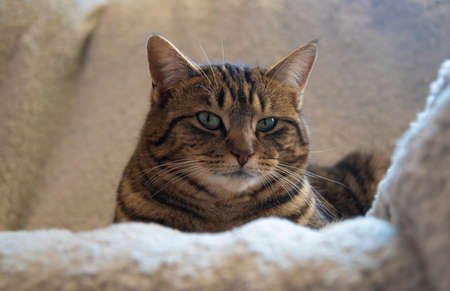 cat lying armchairの写真素材