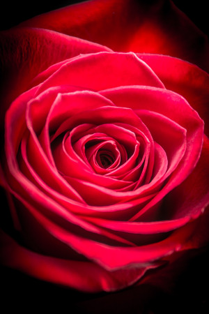 Red Rose Closeupの写真素材
