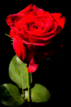 Whats in a Nameの写真素材