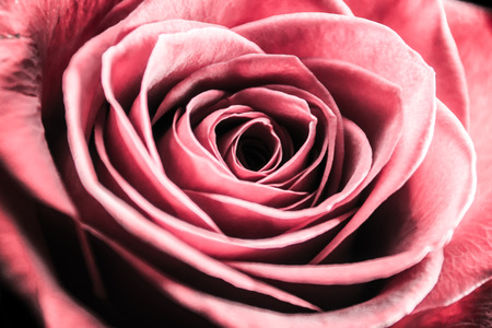 Pink Rose Close Upの写真素材