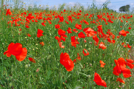 Drosay - Poppiesの写真素材