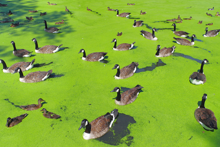 Rouelles - Geese and ducksの写真素材
