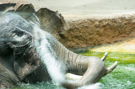Asian elephants have to bathe in waterの写真素材