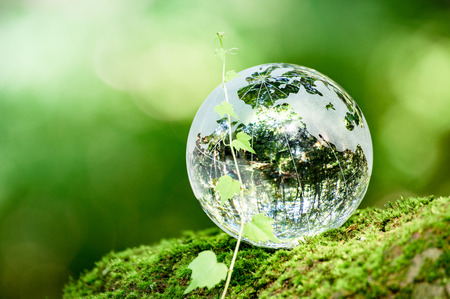 MOSS and Ivy and glass globesの写真素材