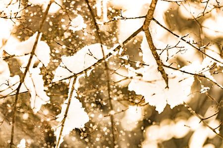 Sepia winter landscapeの写真素材