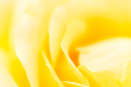 Yellow rose close-upの写真素材