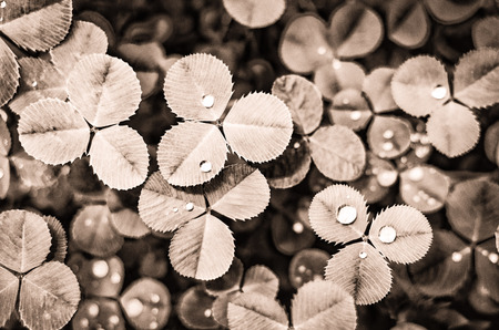 Clover leaves and dew (sepia)の写真素材