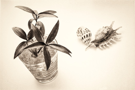 Snails and plants (sepia)の写真素材