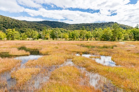 National parks of Japan 'Ozegahara' autumn landscapeの写真素材