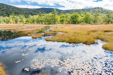 National parks of Japan 'Ozegahara' autumn landscapeの写真素材