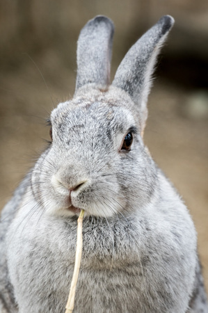 Adorable rabbit dietの写真素材