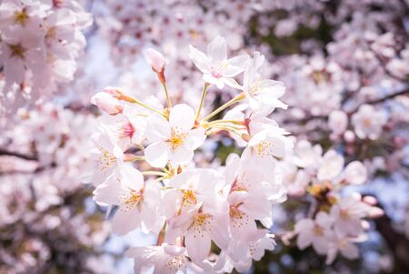 The cherry trees in full bloomの写真素材