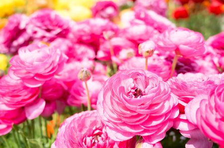 Ranunculus flowersの写真素材