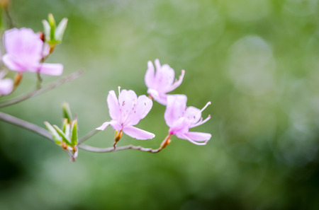Japan azalea flowersの写真素材