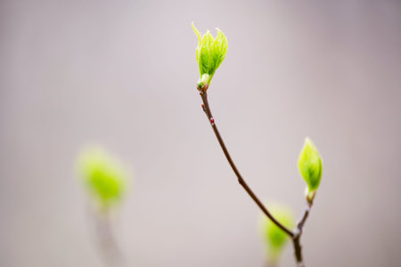 Bright green buds