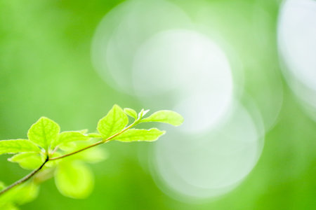 Fresh green leaves and trees