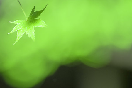 Calm green maple leaves