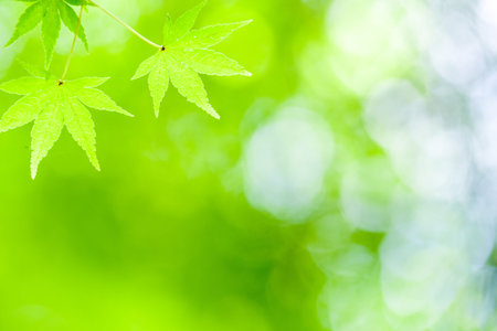 Fresh green maple leaves in a refreshing atmosphere
