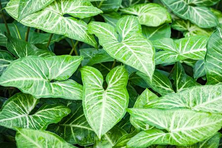 Shingonium Podfilm White Butterfly in greenhouseの写真素材