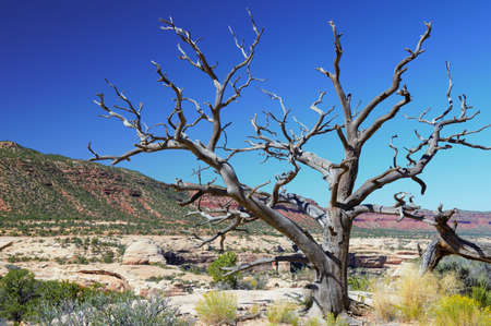 Natural Bridges National Monument in Utahの写真素材