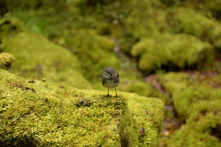 Lake Gunn Nature Walk in Fjordlandsの写真素材