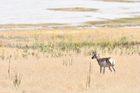 Antelope on Antelope Island, Utah, USA