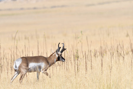 Antelope on Antelope Island, Utah, USA