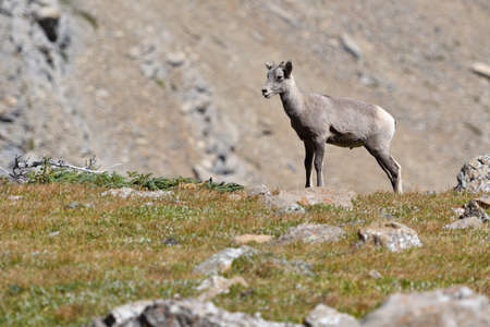 Mountain Goat at Glacier National Park USAの写真素材