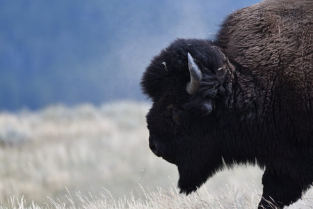 Mighty Bison at Yellowstone National Park USA